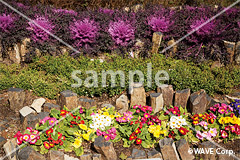 [1月] ハボタンと手前はプリムラ