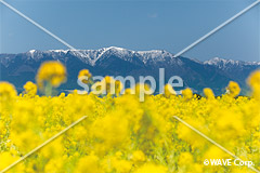 [2月] ナノハナ畑と打見山