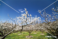 [3月] 梅林 叶 匠壽庵 寿長生の郷