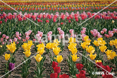[4月] チューリップ畑