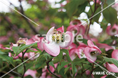 [5月] ハナミズキ