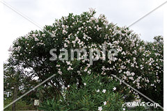 [9月] キョウチクトウ