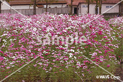 [11月] コスモス