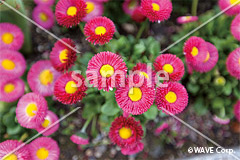 [12月] デージー