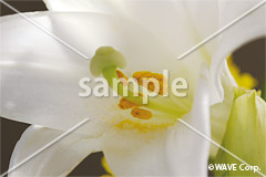 [2月] テッポウユリ