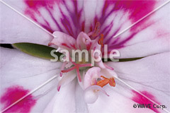 [3月] ゼラニウム