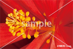 [5月] ハイビスカス