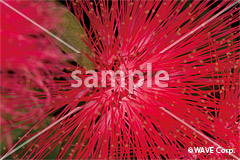 [11月] カリアンドラ