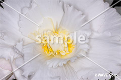 [12月] 球根ベゴニア