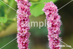 [1月] オオケダテ