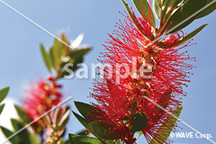 [6月] カリステモン