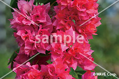 [9月] ブーゲンビリア