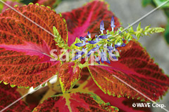 [12月] コリウス