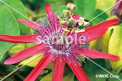 トケイソウプラヴィダレッド