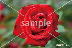 [5月] イングリッドバーグマン