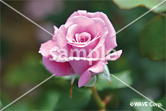 [6月] エンゼル・フェイス