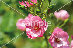 [9月] クライミングローズ・アンジェラ