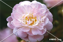 [10月] ブランシュカスカード