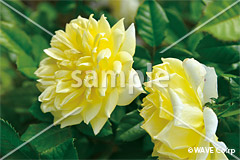 [11月] イエロー・エタニティ