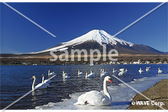 [2月] 山中湖の白鳥と富士山