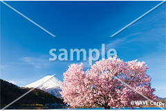 [4月] 河口湖の桜と富士山