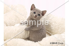 [1月] ロシアンブルー