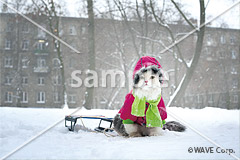 [2月] ノルウェージャンフォレストキャット