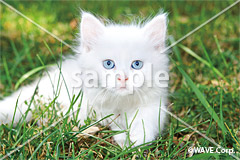 [3月] ターキッシュアンゴラ