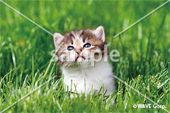 [7月] スコティッシュフォールド