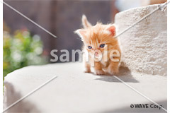 [8月] マンチカン