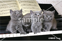 [9月] ブリティッシュブルー