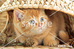 [10月] スコティッシュフォールド