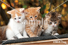 [11月] ミックス