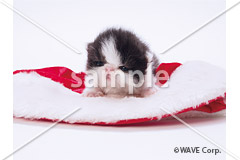 [12月] ペルシャ猫