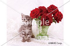 アメリカンショートヘア