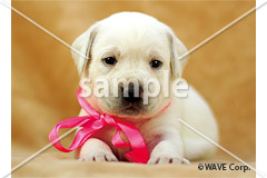 [1月] ラブラドールレトリバー