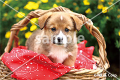 [7月] ウェルシュコーギー