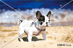 [8月] フレンチブルドック