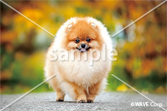 [10月] ポメラニアン