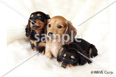 [11月] ミニチュアダックスフント