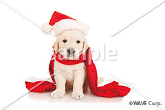 [12月] ゴールデンレトリバー