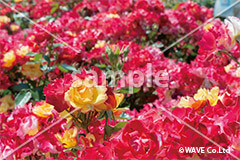薔薇 16年版 デザインカレンダーシリーズ 印刷プリントのネット通販 Wave