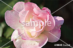 薔薇 16年版 デザインカレンダーシリーズ 印刷プリントのネット通販 Wave