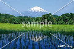 [5月] 富士山と新緑の水田