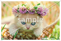 [1月] ブリティッシュ ショートヘア