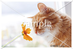 [3月] ノルウェージャン フォレスト キャット