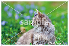 [5月] サイベリアン