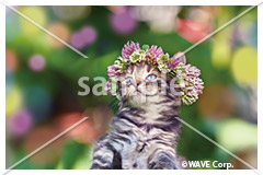 [9月] アメリカン ショートヘア