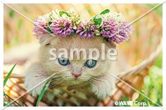 [1月] ブリティッシュ ショートヘア