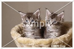 [2月] メイン クーン